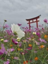 182876_1.jpg  : 33 KB