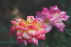 182882_1.jpg  : 83 KB