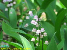 182885_1.jpg  : 41 KB