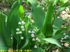 182885_3.jpg  : 51 KB