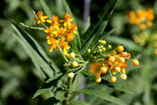 182888_1.jpg  : 115 KB