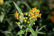 182888_2.jpg  : 108 KB