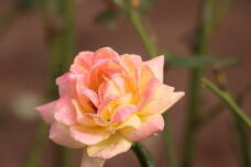 182892_2.jpg  : 66 KB