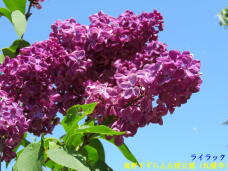 182895_1.jpg  : 60 KB