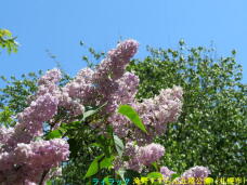 182895_2.jpg  : 75 KB