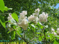 182895_3.jpg  : 80 KB