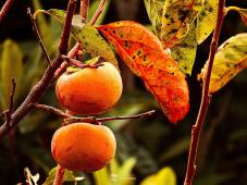 182898_2.jpg  : 141 KB