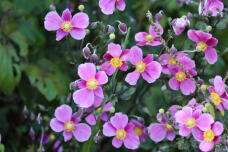 182903_2.jpg  : 140 KB