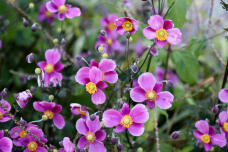 182903_3.jpg  : 136 KB