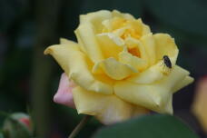 182911_1.jpg  : 67 KB