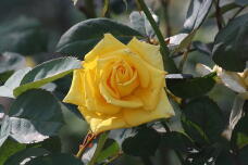 182911_2.jpg  : 114 KB