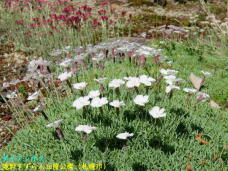 182915_1.jpg  : 95 KB