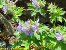 182915_2.jpg  : 66 KB