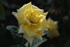 182928_1.jpg  : 80 KB