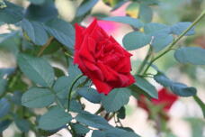 182928_2.jpg  : 101 KB