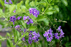 182937_1.jpg  : 152 KB