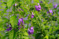 182937_3.jpg  : 174 KB