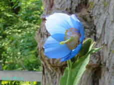 182941_1.jpg  : 52 KB