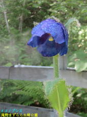 182941_2.jpg  : 46 KB