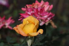 182947_1.jpg  : 80 KB