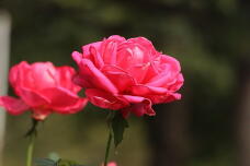 182947_2.jpg  : 66 KB