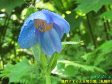 182951_1.jpg  : 48 KB