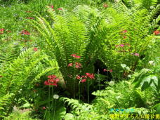 182963_3.jpg  : 126 KB