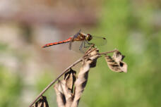 182969_1.jpg  : 63 KB