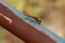 182969_2.jpg  : 93 KB