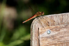 182969_3.jpg  : 112 KB