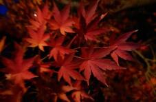 182971_1.jpg  : 27 KB