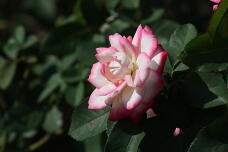 182974_1.jpg  : 88 KB