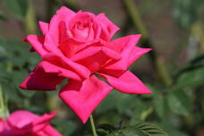 182974_2.jpg  : 96 KB