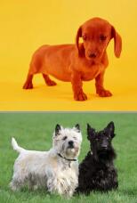 182981_2.jpg  : 108 KB