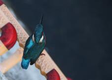 182983_1.jpg  : 87 KB