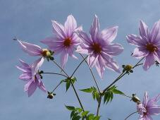 182997_3.jpg  : 101 KB