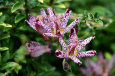 183001_1.jpg  : 119 KB