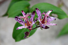 183001_2.jpg  : 91 KB