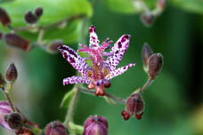 183001_3.jpg  : 95 KB