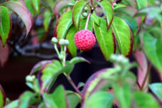 183013_1.jpg  : 106 KB