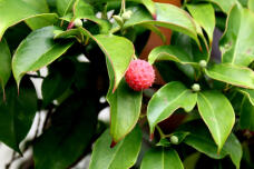 183013_2.jpg  : 123 KB