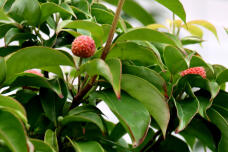 183013_3.jpg  : 128 KB