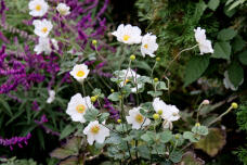 183061_1.jpg  : 146 KB