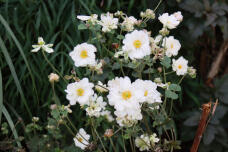 183061_2.jpg  : 129 KB