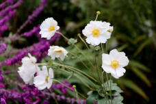 183061_3.jpg  : 98 KB