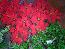 183065_1.jpg  : 124 KB