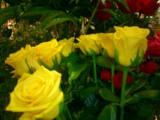 183081_1.jpg  : 126 KB