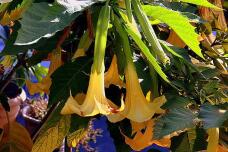 183091_1.jpg  : 65 KB