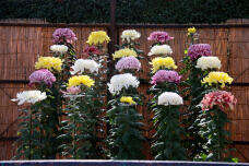 183094_3.jpg  : 206 KB