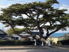 183097_1.jpg  : 99 KB